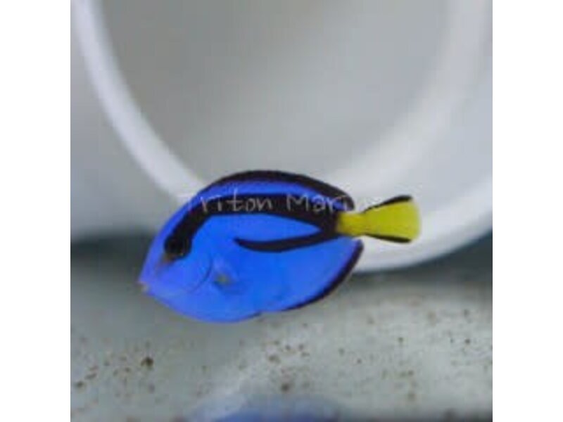 Blue Hippo Tang (Paracanthurus hepatus)