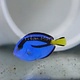 Blue Hippo Tang (Paracanthurus hepatus)