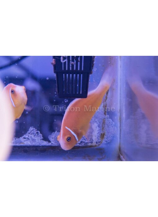 Pink Skunk Clownfish (Amphiprion perideraion)