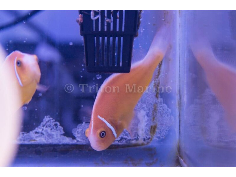 Pink Skunk Clownfish (Amphiprion perideraion)