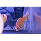 Pink Skunk Clownfish (Amphiprion perideraion)