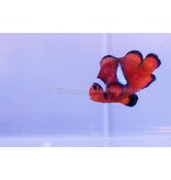 Stubby Ocellaris Clownfish (Amphiprion ocellaris) Captive Bred