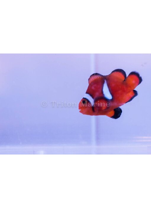 Stubby Ocellaris Clownfish (Amphiprion ocellaris) Captive Bred