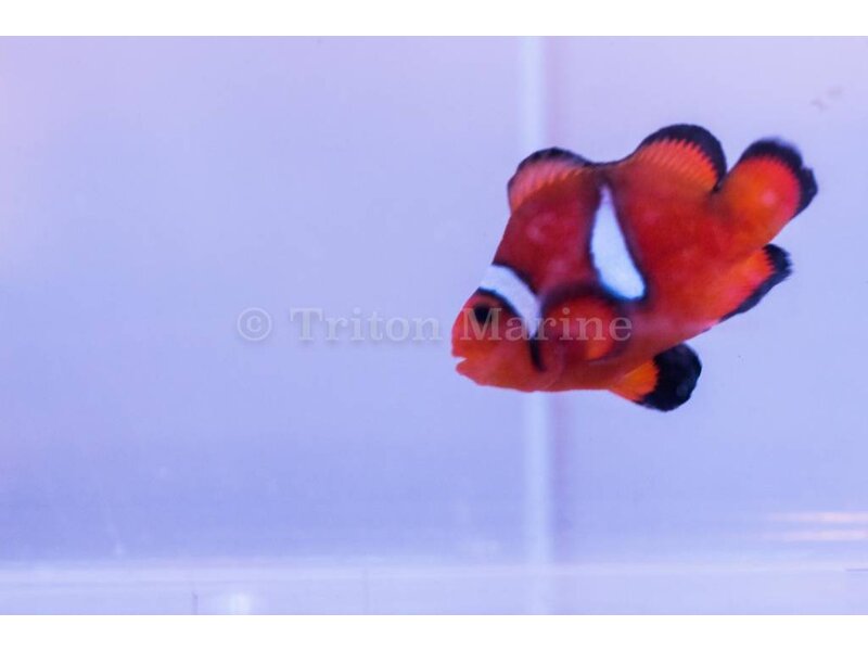 Stubby Ocellaris Clownfish (Amphiprion ocellaris) Captive Bred