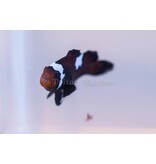 Chocolate Lightning Ocellaris Clownfish (Amphiprion ocellaris) Captive Bred