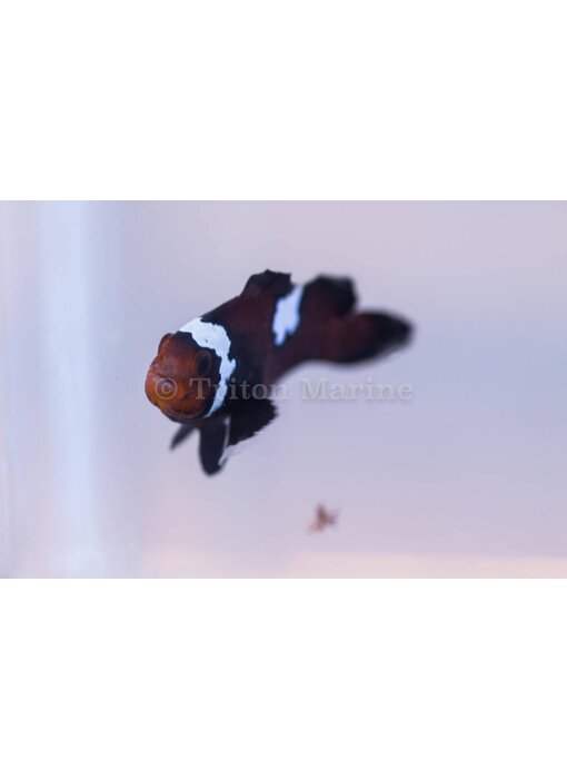 Chocolate Lightning Ocellaris Clownfish (Amphiprion ocellaris) Captive Bred