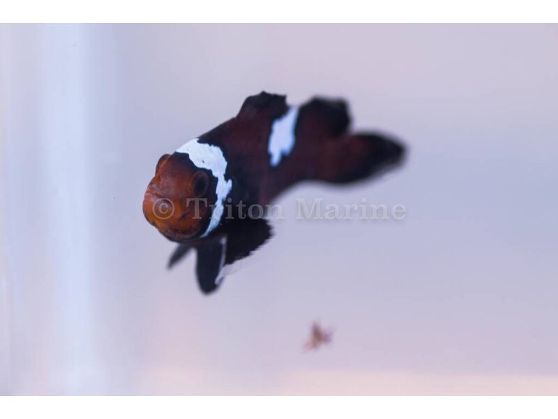 Chocolate Lightning Ocellaris Clownfish (Amphiprion ocellaris) Captive Bred