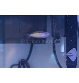 Blackline Blenny (Meiacanthus nigrolineatus) Captive Bred