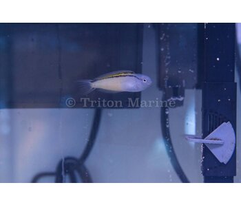 Blackline Blenny (Meiacanthus nigrolineatus) Captive Bred