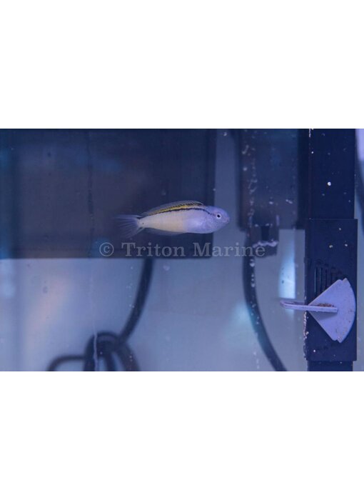Blackline Blenny (Meiacanthus nigrolineatus) Captive Bred
