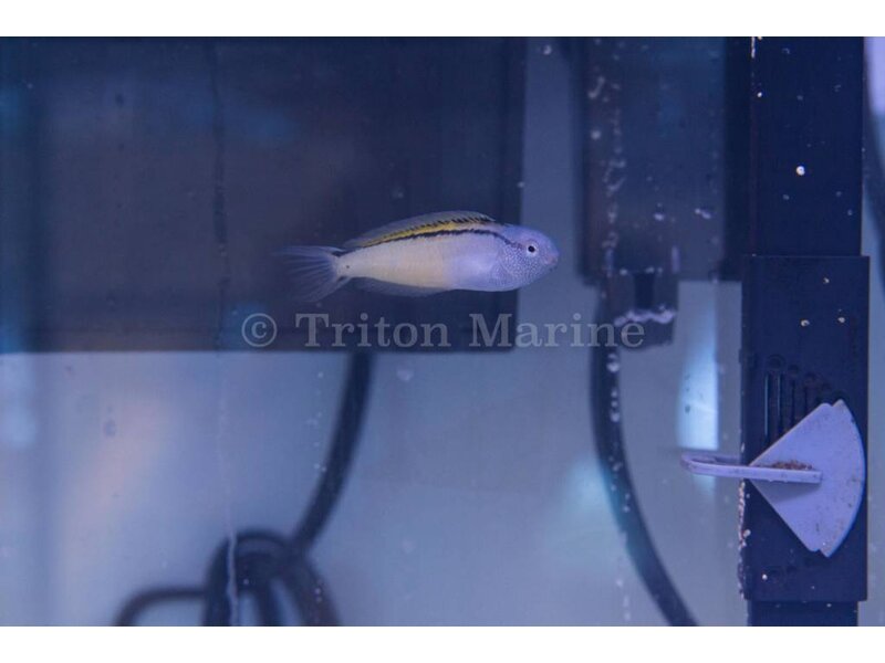 Blackline Blenny (Meiacanthus nigrolineatus) Captive Bred
