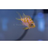 Captive Bred Blotchy Anthias (Odontanthias borbonius)