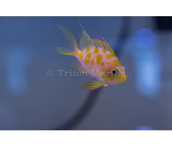 Captive Bred Blotchy Anthias (Odontanthias borbonius)