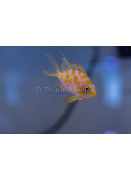 Captive Bred Blotchy Anthias (Odontanthias borbonius)