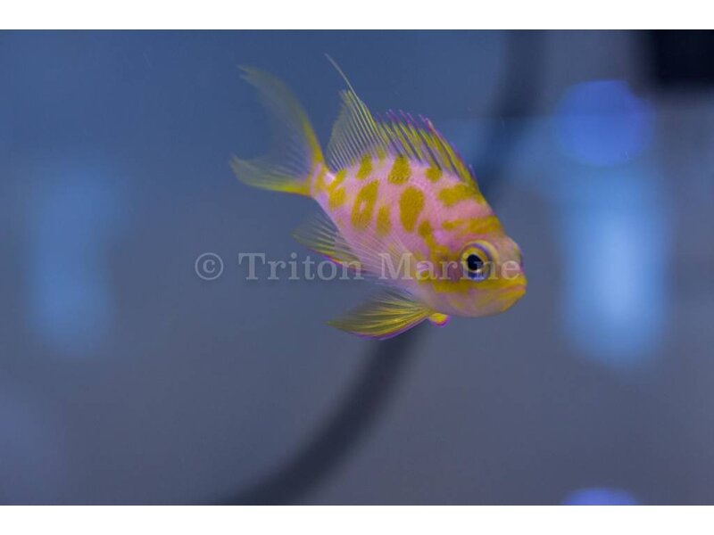 Captive Bred Blotchy Anthias (Odontanthias borbonius)