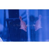 Captive Bred Matted Filefish (Acreichthys tomentosus)
