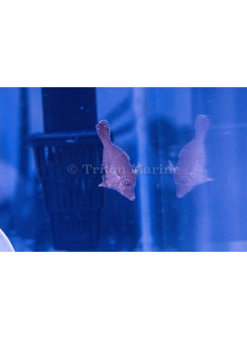 Captive Bred Matted Filefish (Acreichthys tomentosus)