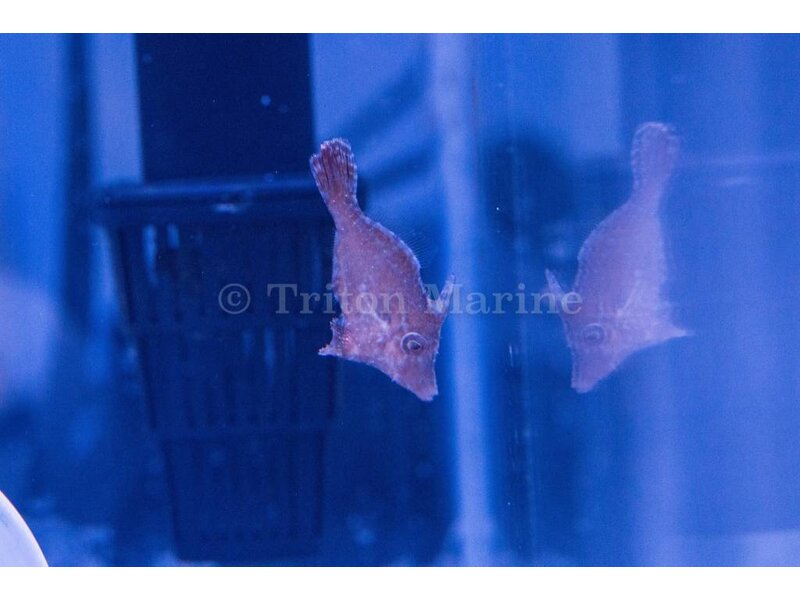Captive Bred Matted Filefish (Acreichthys tomentosus)
