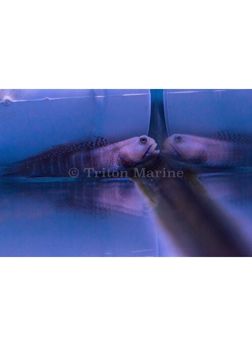 Captive Bred Watchman Goby (Cryptocentrus cinctus)