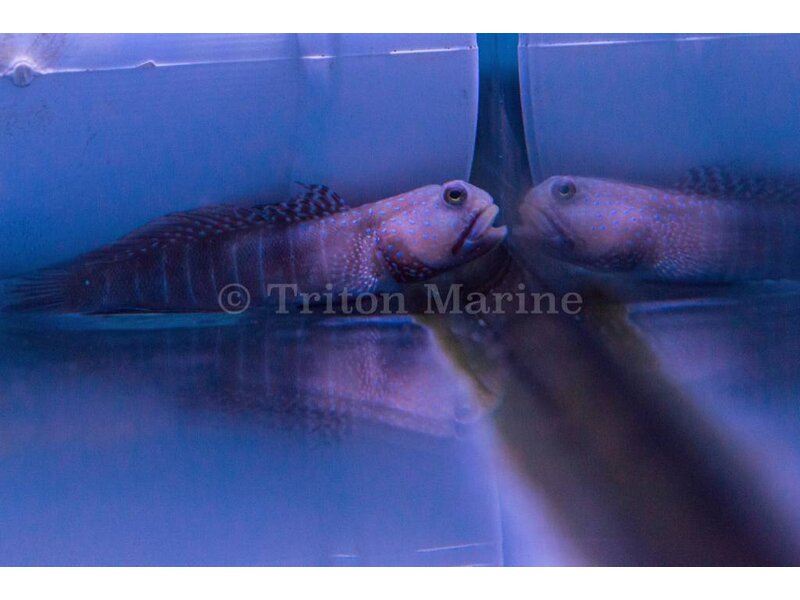 Captive Bred Watchman Goby (Cryptocentrus cinctus)