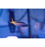 Forktail Blenny (Meicanthus atrodorsalis)