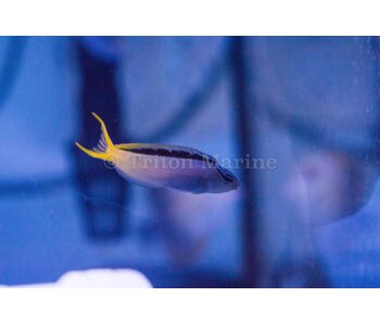 Forktail Blenny (Meicanthus atrodorsalis)