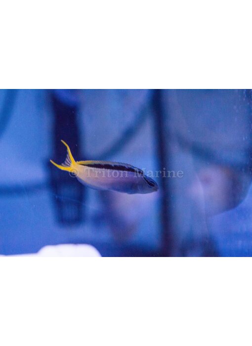 Forktail Blenny (Meicanthus atrodorsalis)