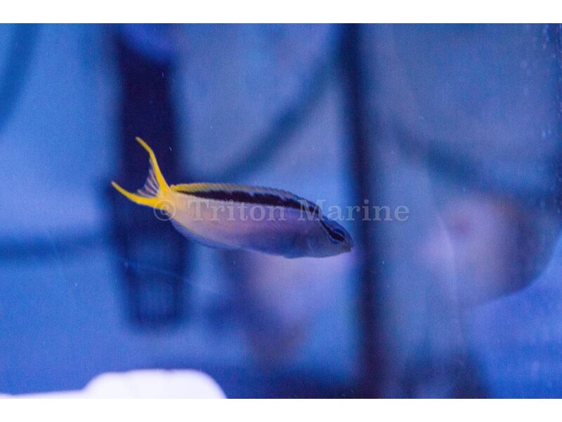 Forktail Blenny (Meicanthus atrodorsalis)