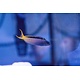 Forktail Blenny (Meicanthus atrodorsalis)