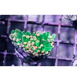 TMA Green w/Pink Tips Torch Coral - Indo 2 Heads