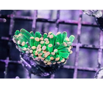 TMA Green w/Pink Tips Torch Coral - Indo 2 Heads