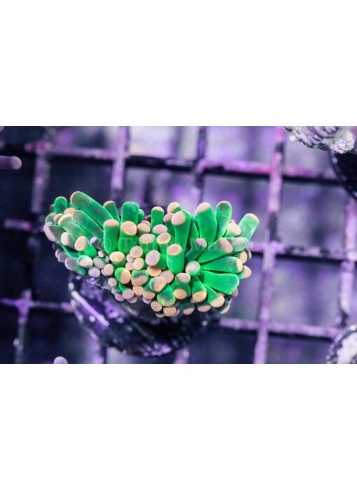 TMA Green w/Pink Tips Torch Coral - Indo 2 Heads