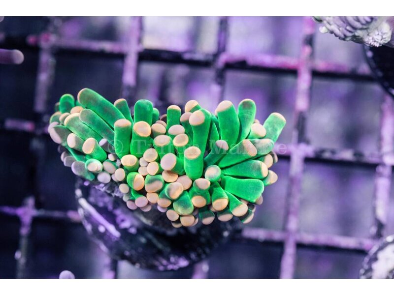 TMA Green w/Pink Tips Torch Coral - Indo 2 Heads