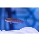 Blue Lined Dottyback (pseudochromis cyanotaenia) G