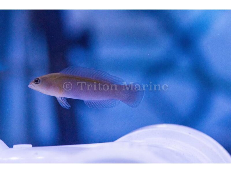 Blue Lined Dottyback (pseudochromis cyanotaenia) G