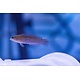 Blue Lined Dottyback (pseudochromis cyanotaenia) G