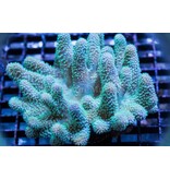 Devils Hand Leather - Aussie