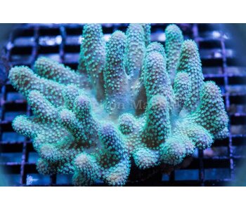 Devils Hand Leather - Aussie