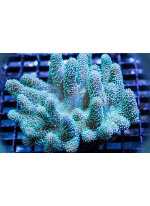 Devils Hand Leather - Aussie