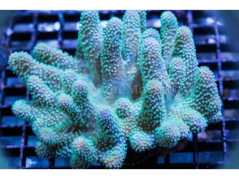 Devils Hand Leather - Aussie