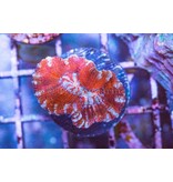 Rainbow Wilsoni Frag