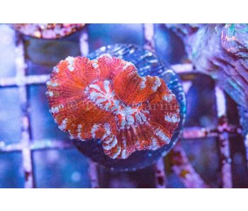 Rainbow Wilsoni Frag