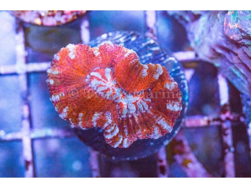 Rainbow Wilsoni Frag
