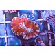 Rainbow Wilsoni Frag