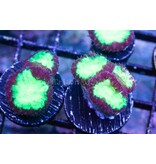 Neon Green /Purple Blastos