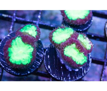 Neon Green /Purple Blastos