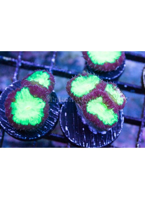 Neon Green /Purple Blastos