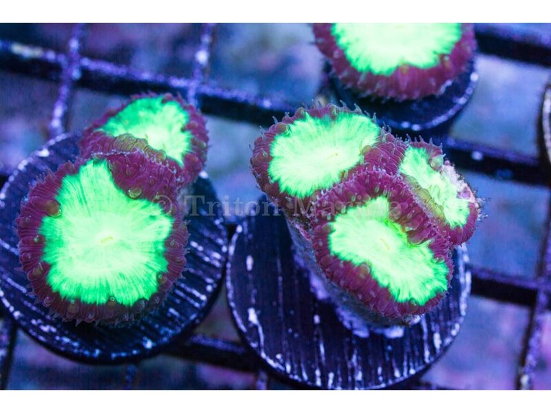 Neon Green /Purple Blastos