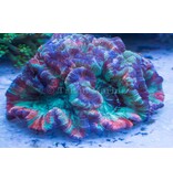 Rainbow Wellsophyllia