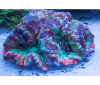 Rainbow Wellsophyllia